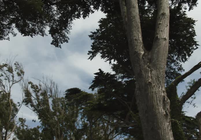 Upward view of trees on a day with cloudy sky