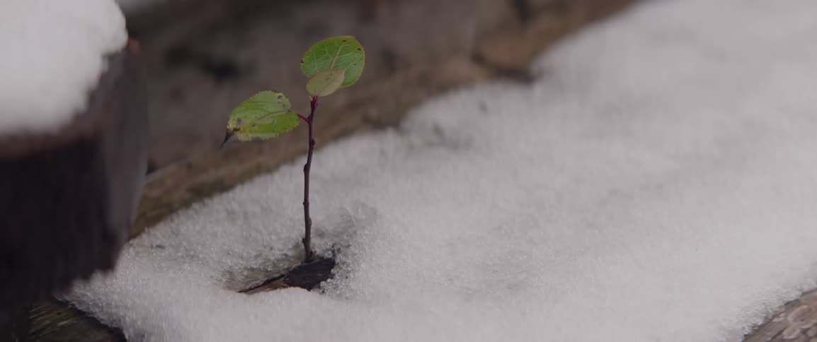 A small plant covered in ice grows out of old lumber