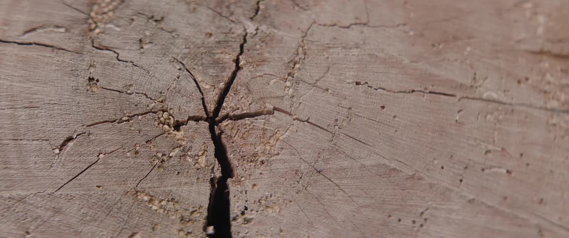 Texture of a large crack in cut wood