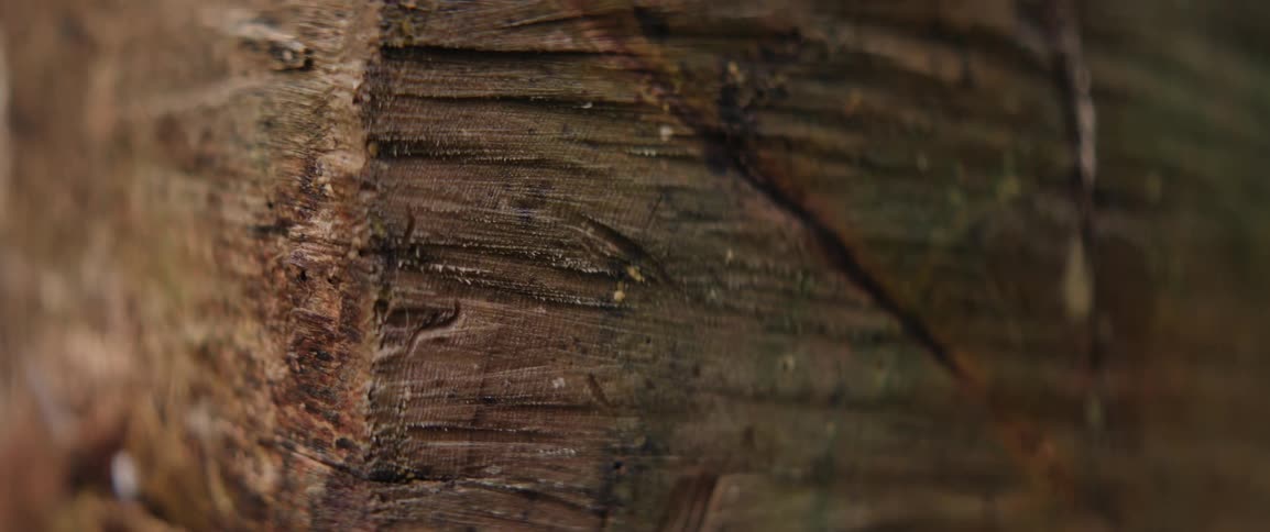 Texture of mossy weathered lumber