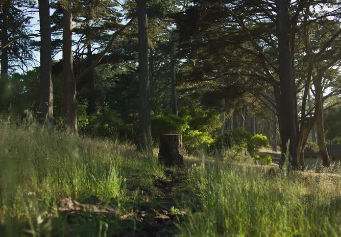 A cut tree is in front of the forest