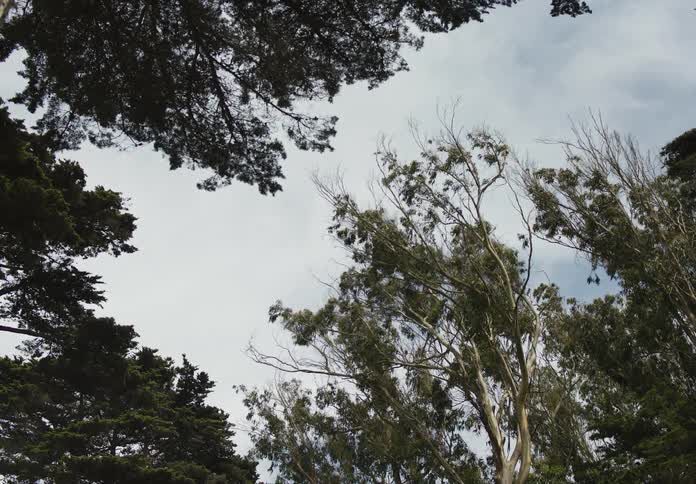 Upward view of a forest with trees on a day with a blue sky and clouds