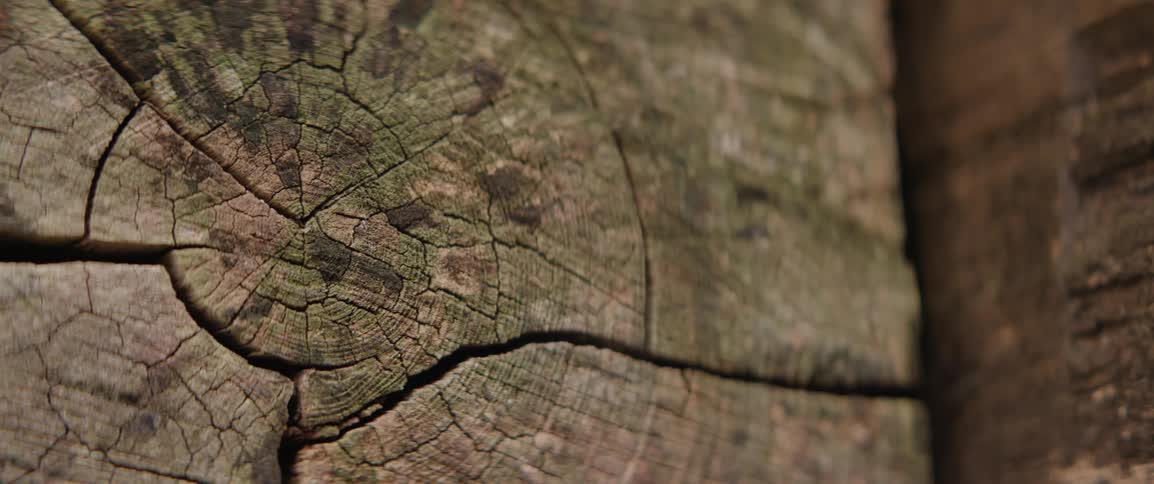 Details of wood texture