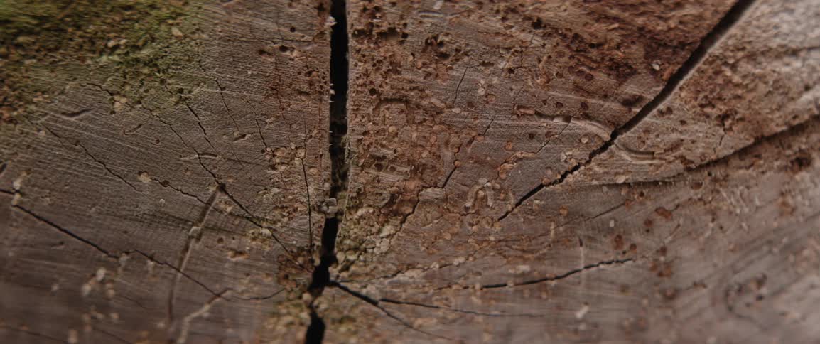 Close up view of wood covered in cracks and moss