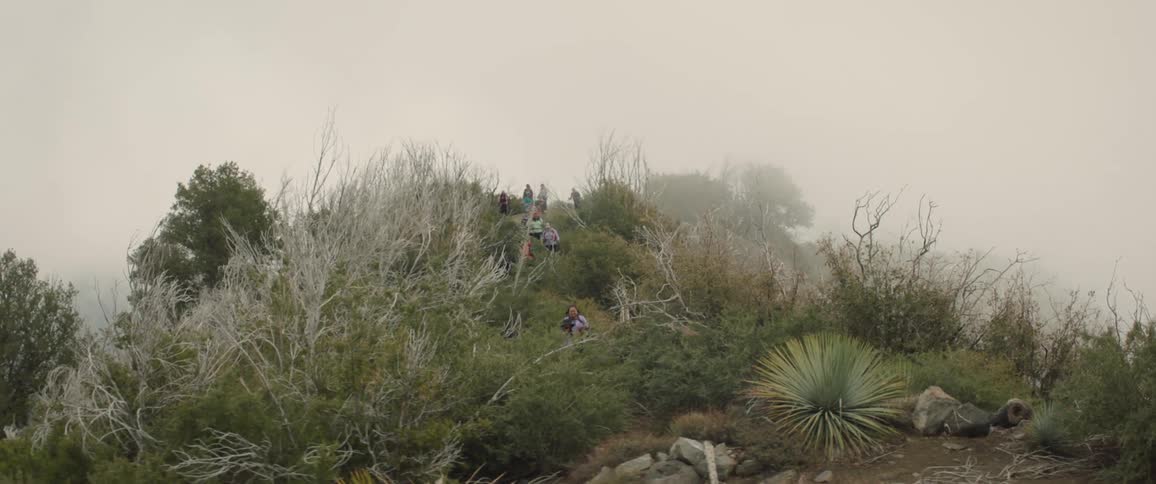 A clip of plants and vegetation