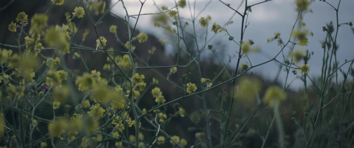 A close up clip of a plant