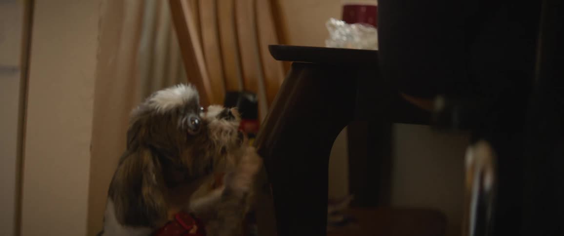 Small puppy leaning on the edge of the table and trying to reach for something
