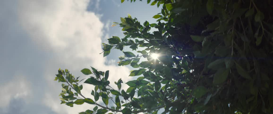 Bright sun glares while shining through tree leaves on a cloudy day