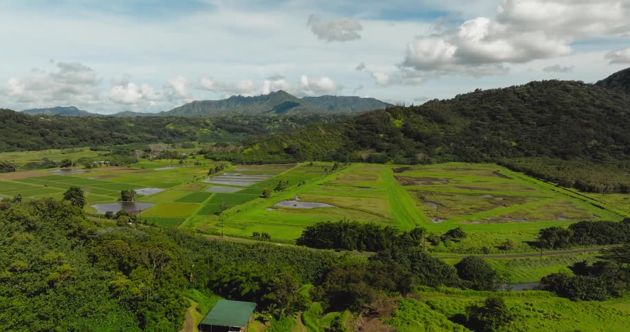 Aerial View of Hawaii Taro Fields