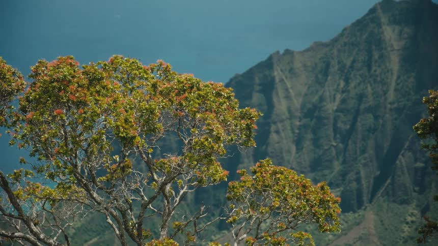 A tree in front of a mountain
