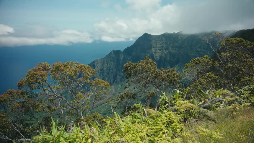 A field of plants and trees over a coastal cliff