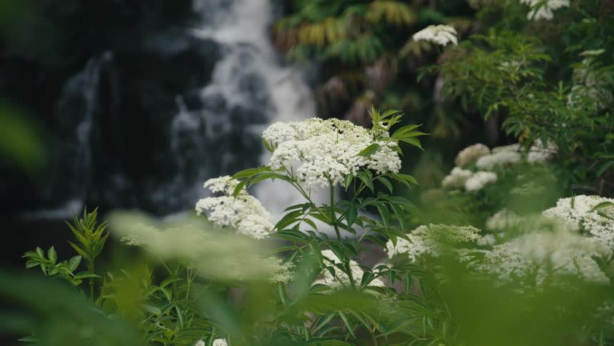 Vegetation covered in white apiaceae flowers next to a waterfall on a forest during day time