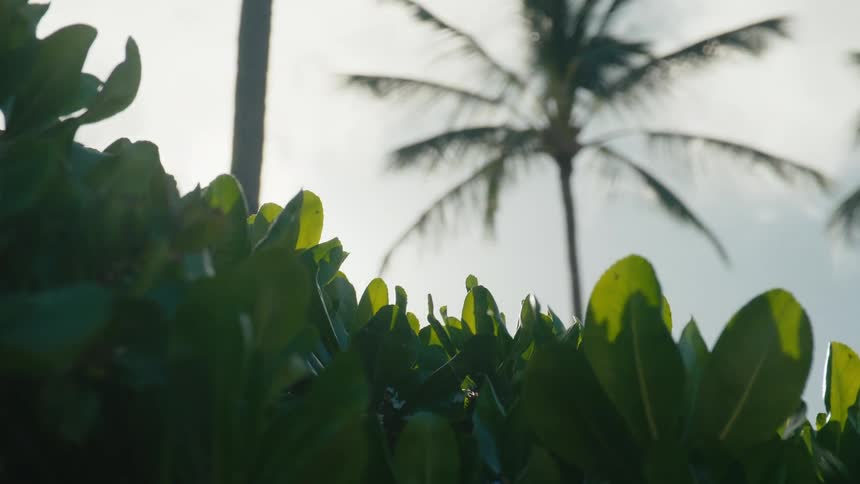 View of tropical plants with palm trees in the background and the morning sunlight reflection