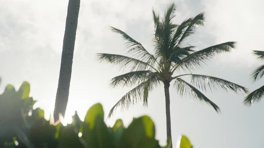 A palm tree being illuminated by sunlight from the sky
