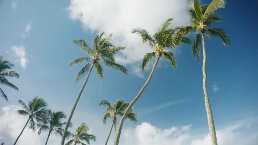 A group of tall palm trees
