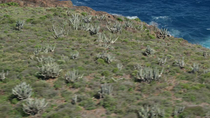 Sheep running in the mountains overlooking the sea