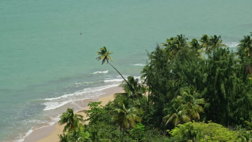 Panorama of a beach with tropical vegetation