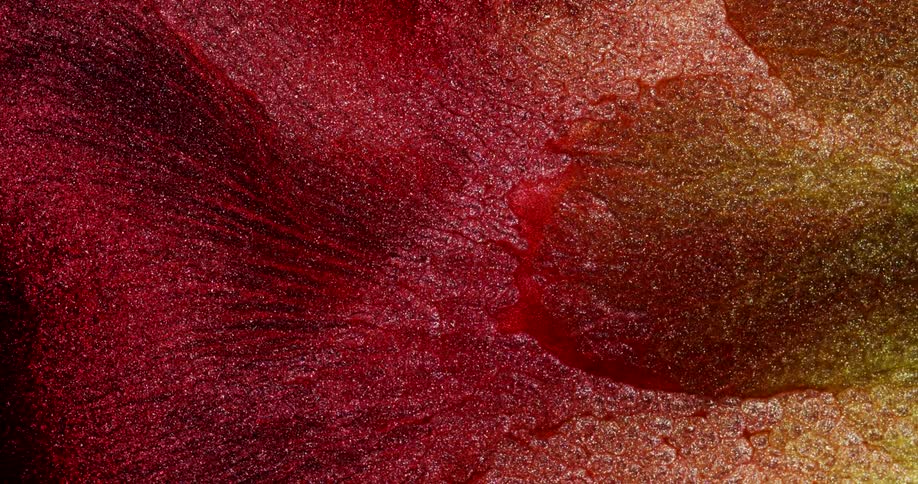 Shiny red and gold abstract fluid in slow motion