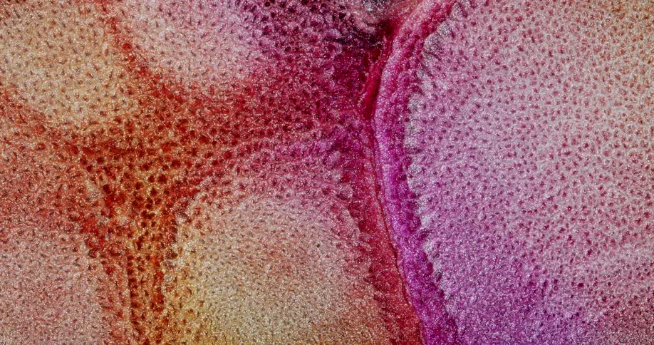 Microscopic view of white fluid expanding and taking on bright pink and orange hues