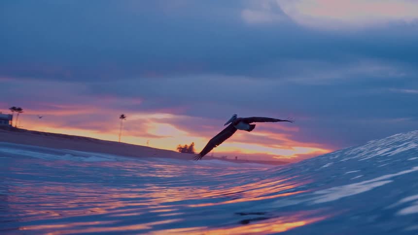 A bird flying over the sea wave during sunset