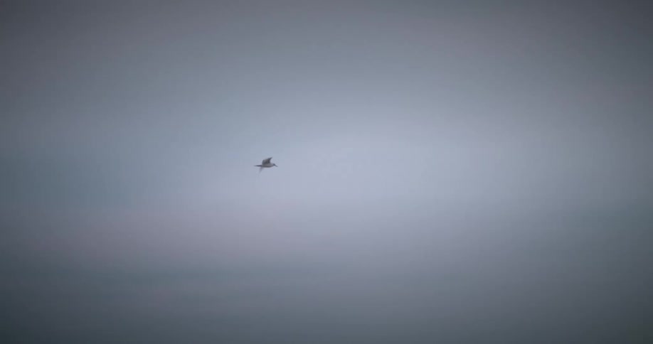 A small bird flying alone over a gray sky
