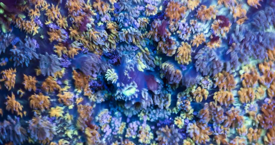A view of some living coral in the ocean