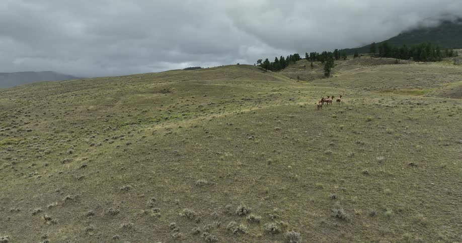 A herd of goats grazing on a hill during a cloudy day