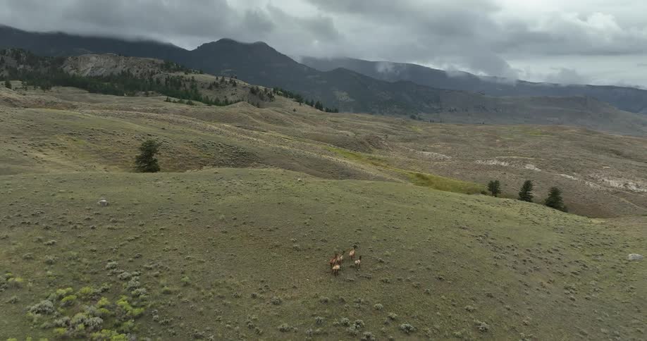 An aerial view of horses running on some hills