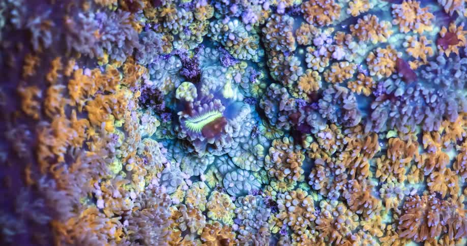 Amoeba like animals move across surface of swaying colorful coral