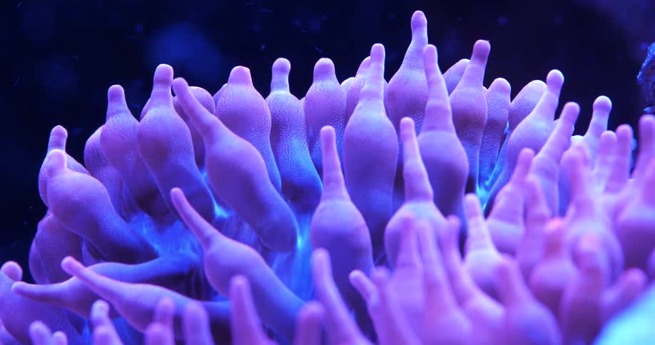 A view of some coral in a reef underwater