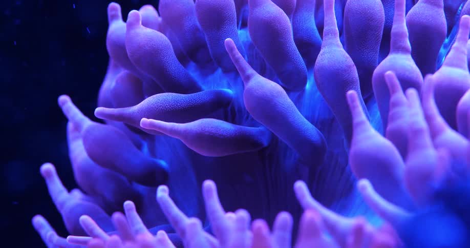 A closeup of a colorful sea anemone underwater lit by a blue light