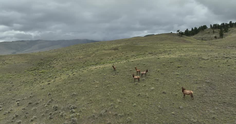 Aerial view of farm animals beneath the hills of the mountains on a cloudy day