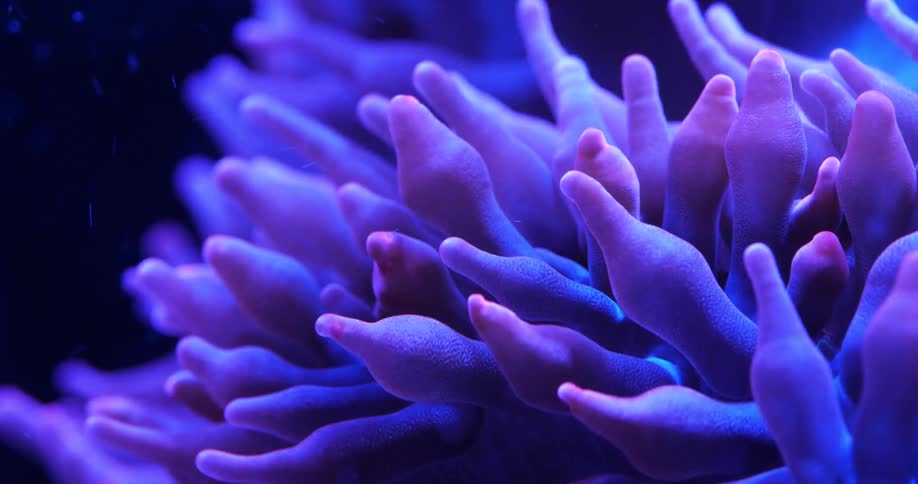 Closeup of a moving purple coral