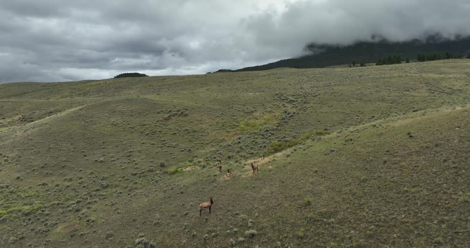 Aerial view of a small herd of deer standing on the hills next to the mountains