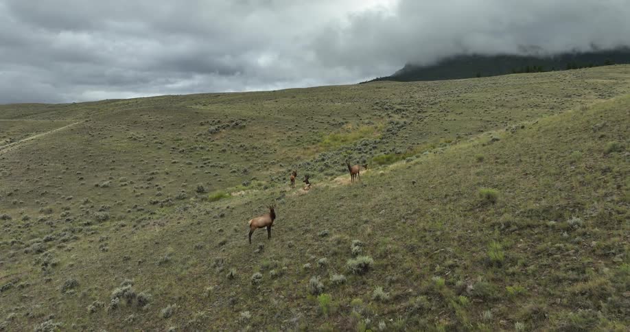 A clip of animals out wide in the grassland