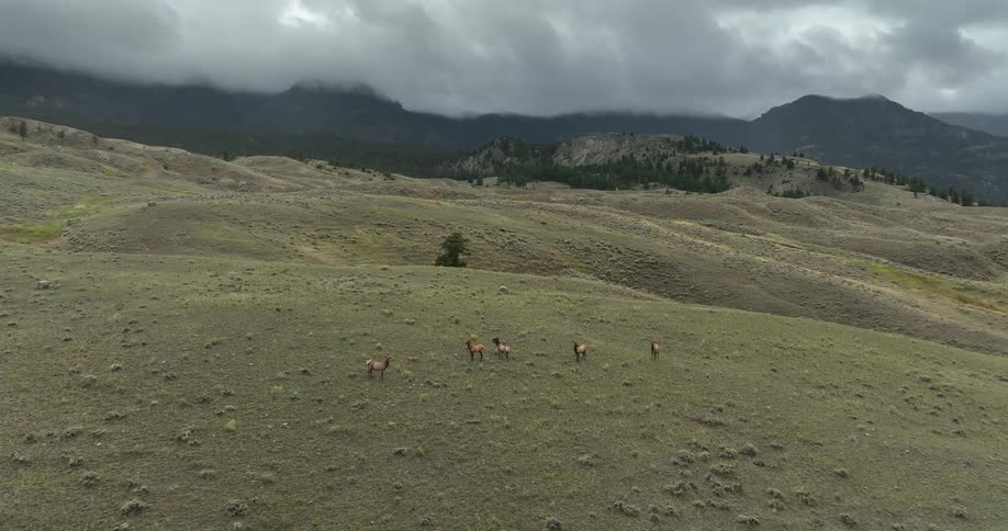 Aerial panorama of hills and mountain ranges with animals