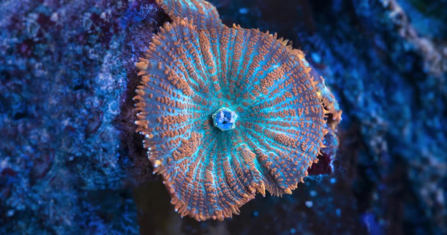 An underwater close up clip of a sea animal