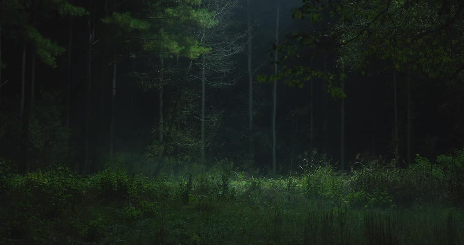 A time lapse of shadows from the sun in a forest search helicopter light