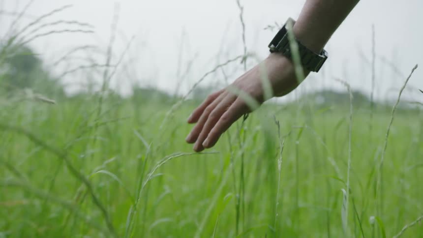 Closeup of a mans hands passing through tall vegetation on a cloudy day