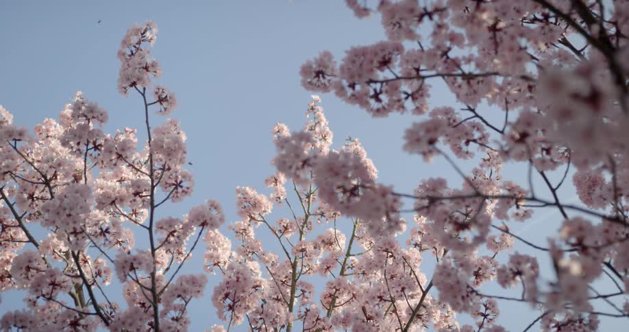 Trees full of pink flower blossoms