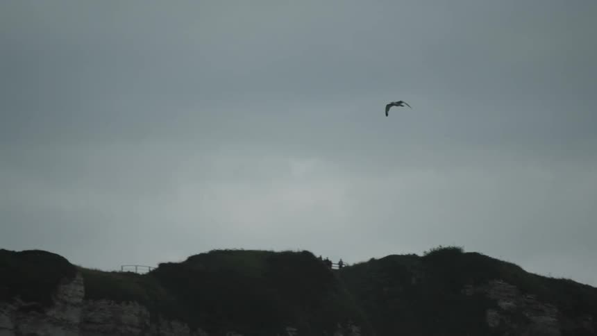A clip of a bird flying up the sky