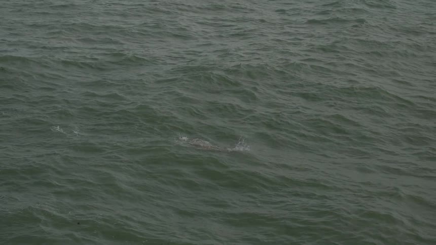 A person is swimming in the ocean