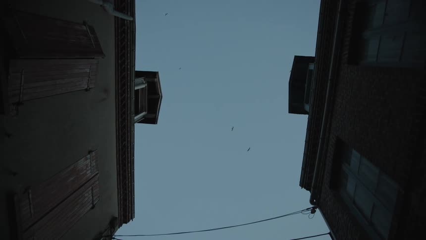 Birds flying over the city sky at dusk