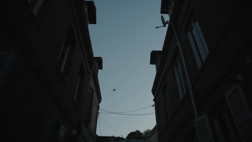 Two birds fly between two buildings
