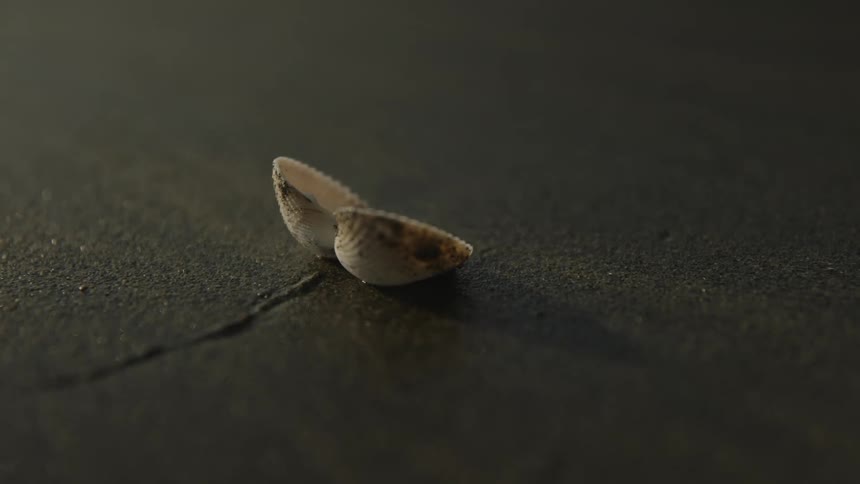Closeup of small white seashells on the wet sand of the beach