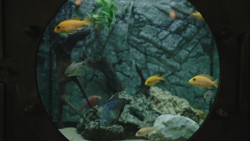 A small aquarium with colorful fish