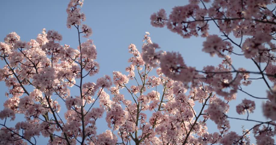 Blooming flower bushings stand tall on a sunny day