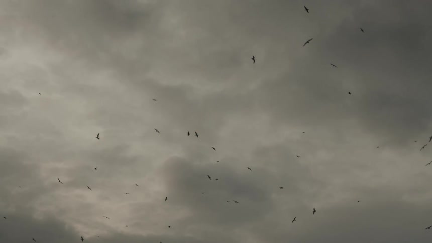 Numerous birds fly through an overcast sky