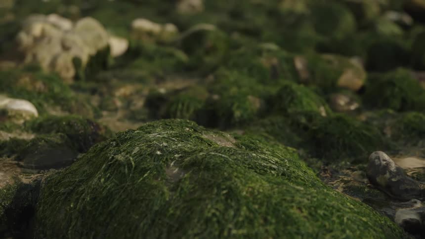 View of rocks with moss in the middle of a small stream