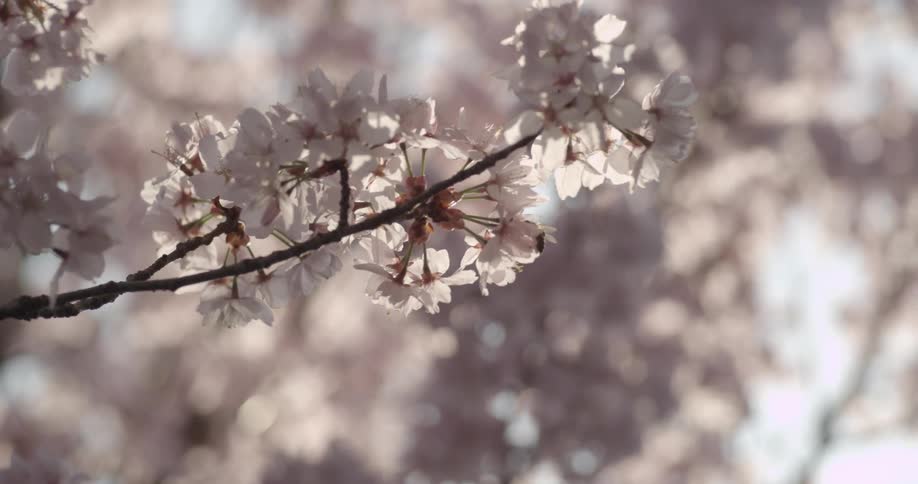 Bee lands on tree blossoms
